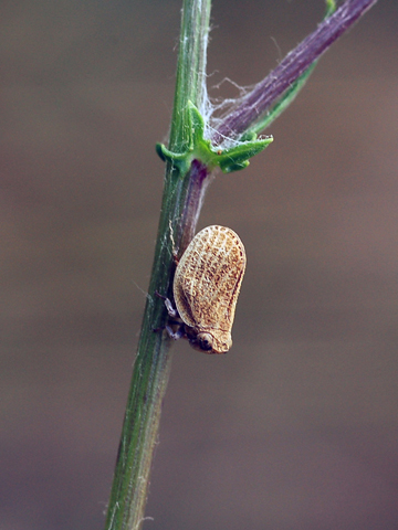 Homoptera  Issidae - Hysteropterum sp .  Conferma